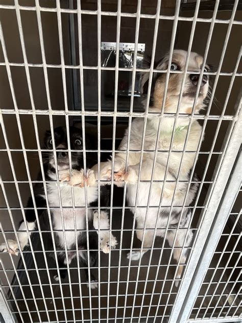 galleria animal shelter.
